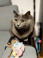 Chartreux Adora Belle celebration 3nd year