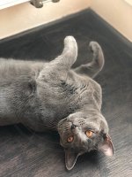 Angua Chartreux - 9 měsíců