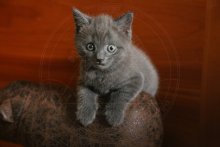 Bruce Chartreux - BearBuster