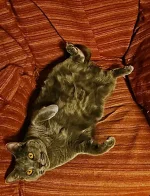 Erelah Blue Alchemist narozeniny 2024