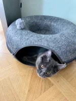 Enchantress Blue Alchemist narozeniny 2024