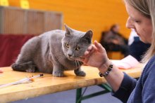 Eros della Francigena