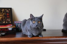 Bruce DCKNSN Blue Alchemist Birthday