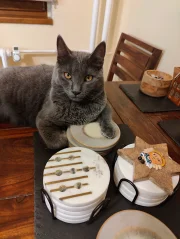 Kartouzský kocour - Faustus Blue Alchemist