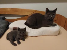 Kartouzské kotě - Greebo Geralt Blue Alchemist