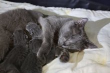 Cimmerians 1 day old