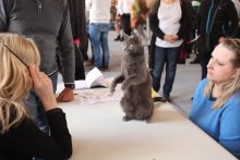 MVK Ostrava 2022 - Amonet Blue Alchemist