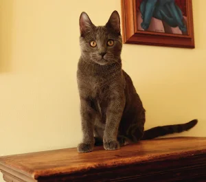 Kartouzské kotě - Greebo Geralt Blue Alchemist Kartouzské kotě - Greebo Geralt Blue Alchemist