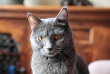 Arduin - Amonet Blue Alchemist