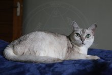 Burmilla Ally 11. narozeniny