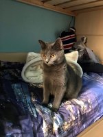 Arduin - Adora Belle Blue Alchemist