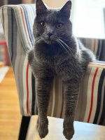 Chartreux Darius celebration 2nd year