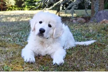 Ozias