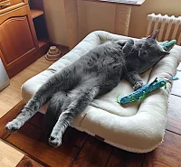 Kartouzská kočka - Letizia Opera Prima