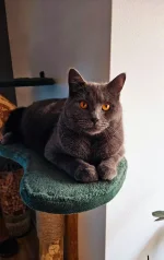 Eddie Blue Alchemist narozeniny 2024