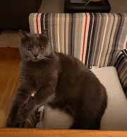 Darius Blue Alchemist narozeniny 2026