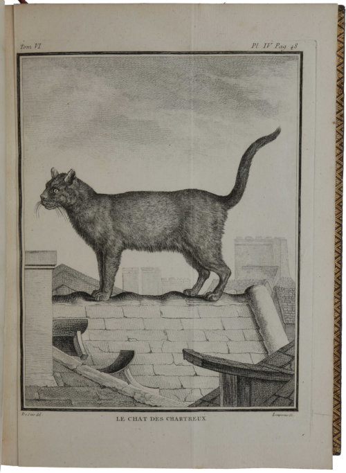 Georges Louis Leclerc de Buffon - Histoire Naturelle, Générale et Particulière, avec la Description du Cabinet du Roi - Chartreux