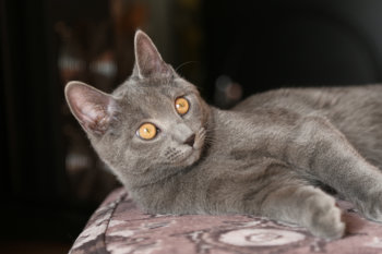 Chartreux Eros della Francigena