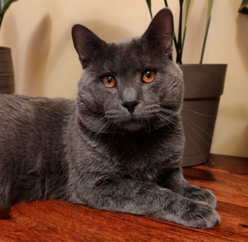 Chartreux John Lacay Bleu