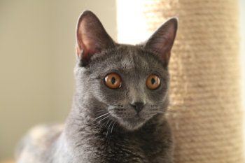 Chartreux Tamiko Tauri