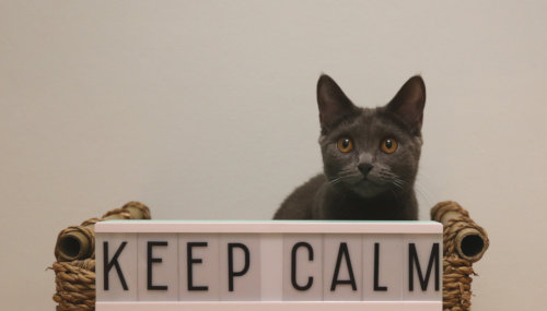 Tamiko Tauri Chartreux - Keep calm